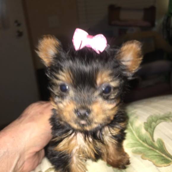 Meet your Posher, Vickie Jean - Picture 1 of 8